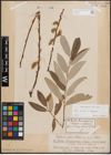 Foto von Salix caprea L. x Salix eleagnos Scop.